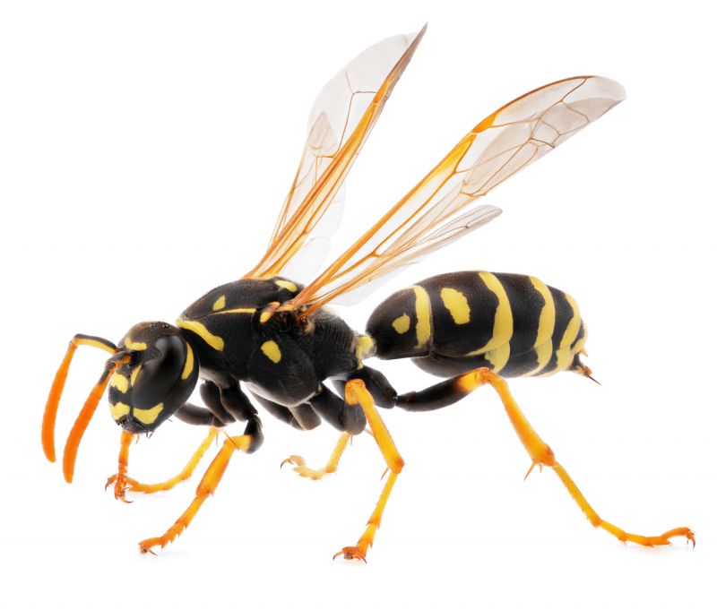 Wasp Removal Service