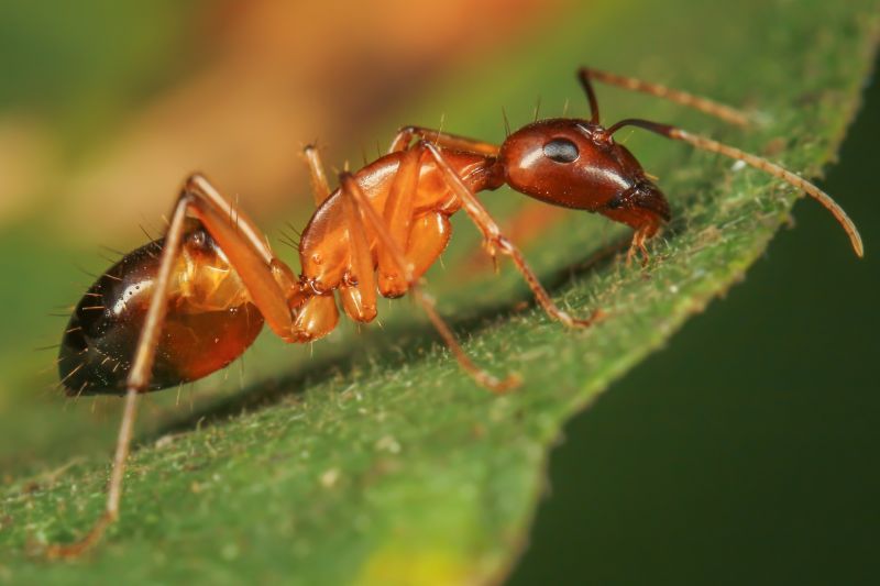 Red Ant Extermination in Fort Worth, TX
