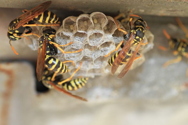 Wasp Removal