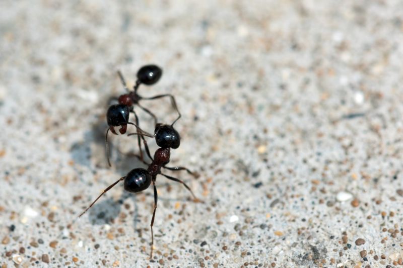 Ant Control Service in Mckinney, TX