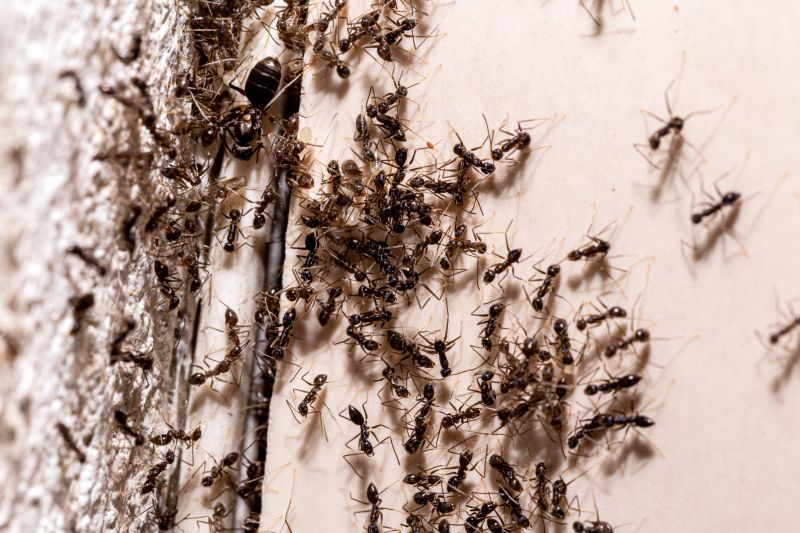 Black Ant Extermination in Arlington, TX