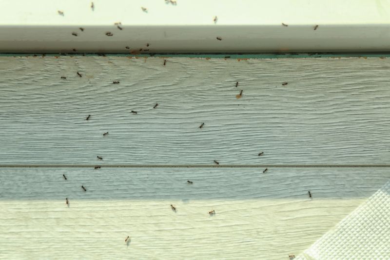 Black Ant Extermination in Denton, TX