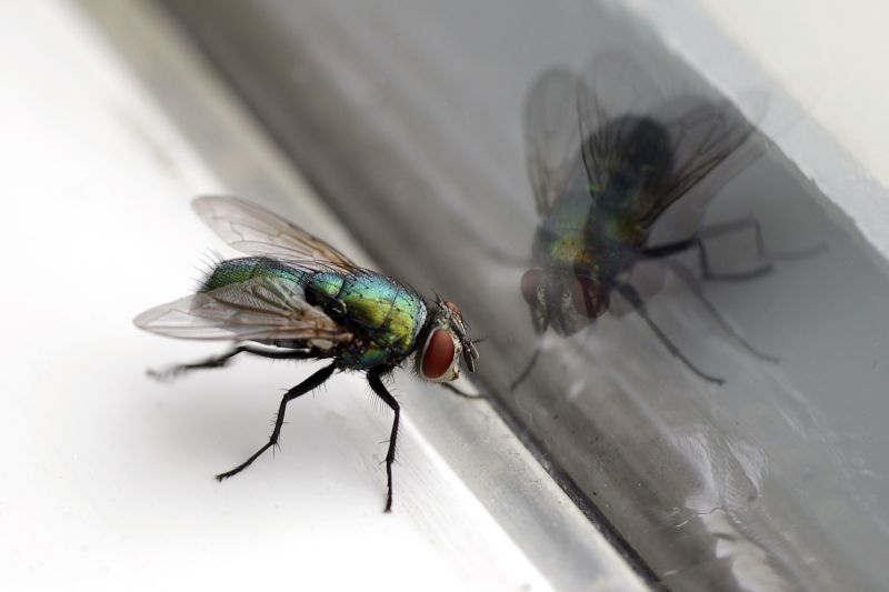 Fly Control Service in Mckinney, TX