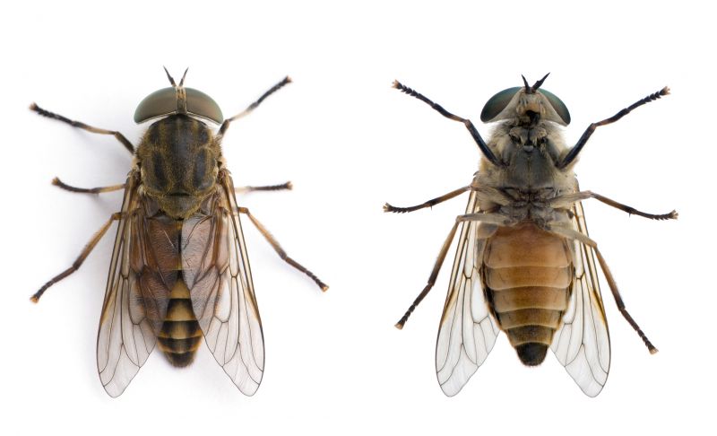Fly Pest Control in Frisco, TX