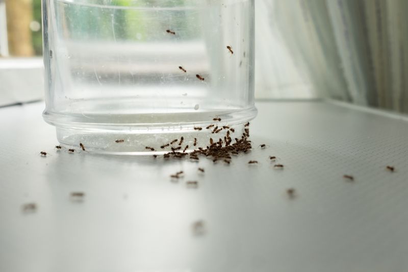 Ant Infestation