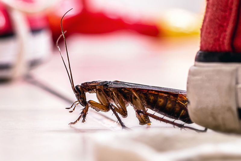 Roach Fumigation in Long Island, NY