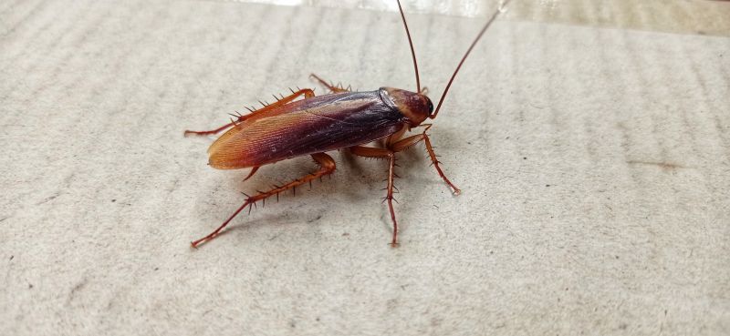 Roach Fumigation in Fayetteville, NC