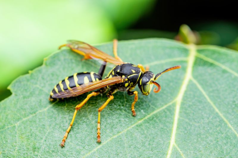 Signs You Have A Wasp, Hornet, Or Yellow Jacket Problem