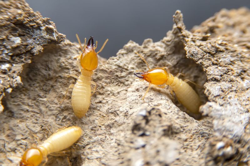 Termite Fumigation in Frisco, TX