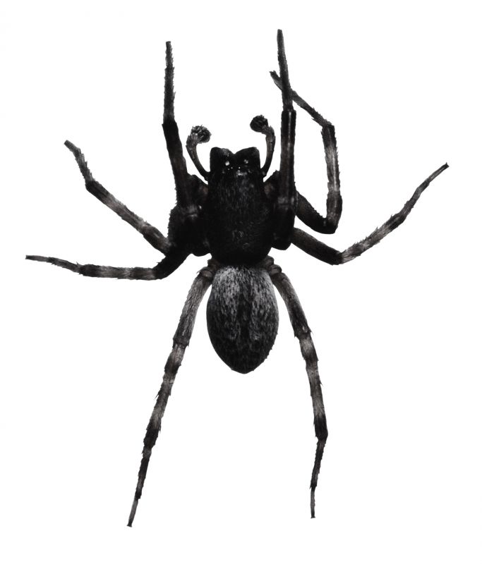 Trapdoor Spider Removal in Frisco, TX