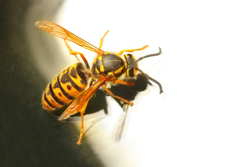Wasp Removal