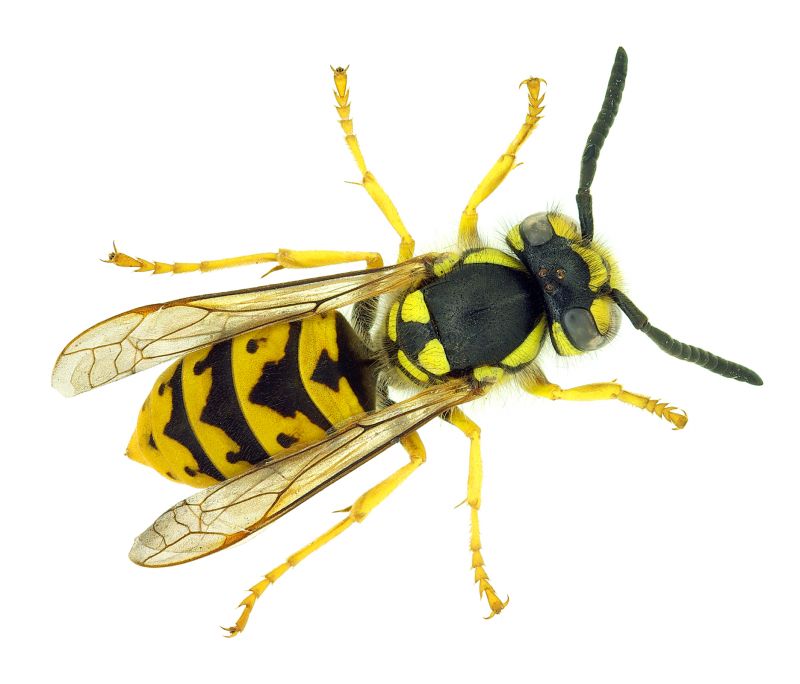Wasp Removal