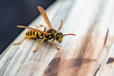 Wasp Removal