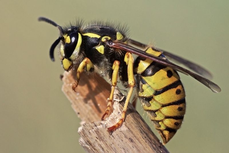 Wasp Behavior