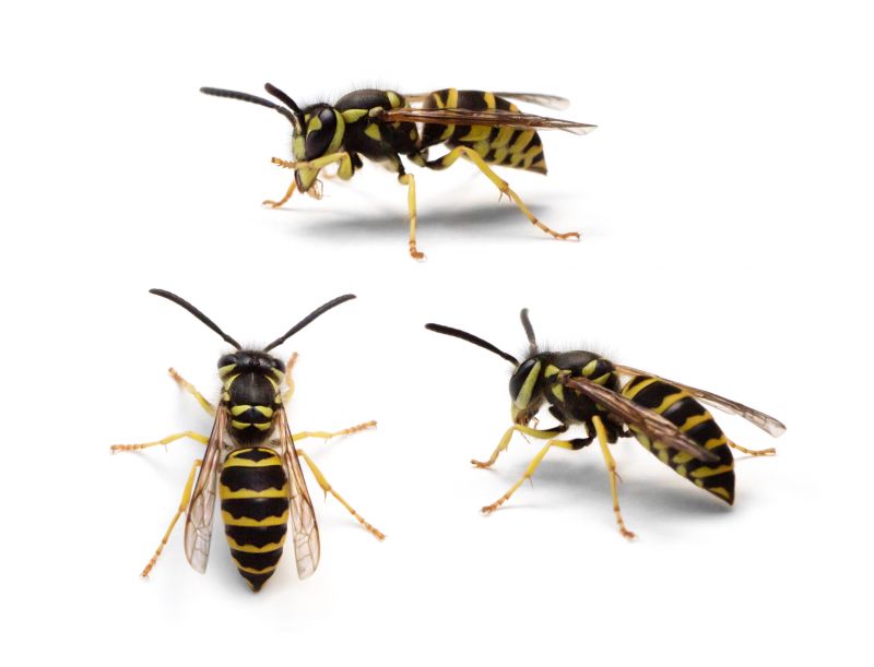 Spring Wasp Removal