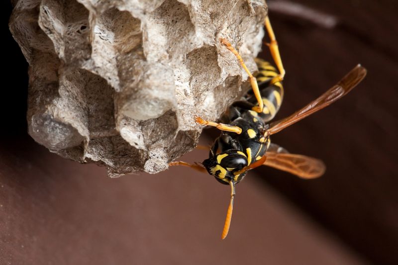Summer Wasp Removal