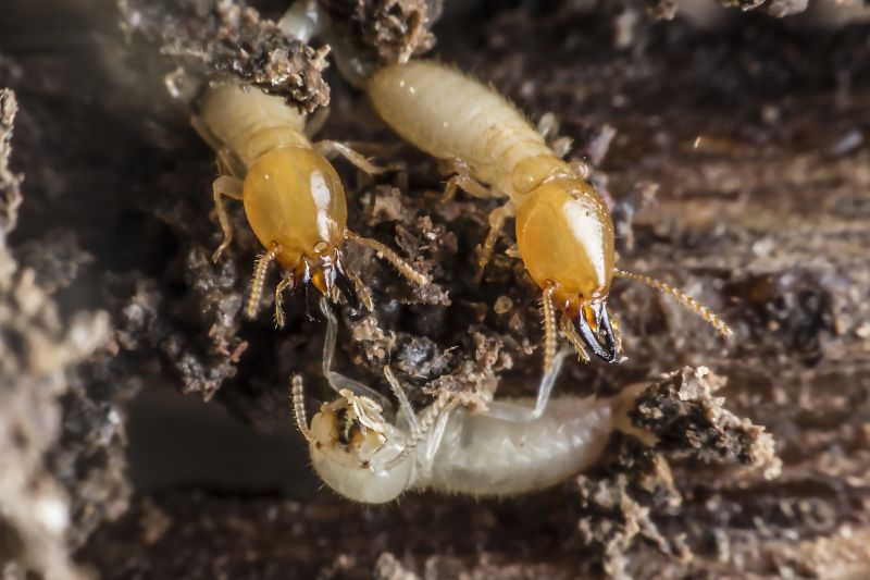 Winged Termite Extermination