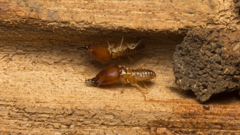 Winged Termite Extermination